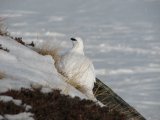 Ptarmigan 1