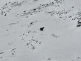 Bird 1