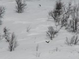 Birds 1