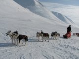 Dogsleds 1