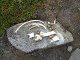 Bones 1