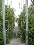 Bridge 6