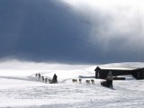 Dogsleds