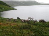 Reindeer 1