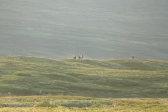 Horses 2