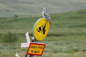 Owl 4