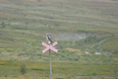 Owl 1