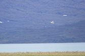 Bird 12