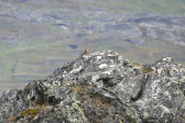 Bird 14