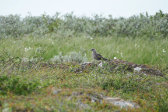 Bird 4