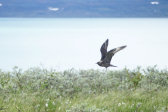 Bird 5