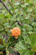 Cloudberries 2