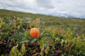 Cloudberries 3
