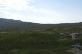 Fjelds 1