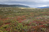 Fjelds 2