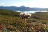 Flowers 14