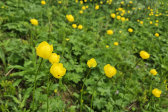 Flowers 5