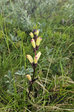 Flowers 6