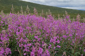 Flowers 7