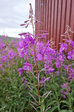 Flowers 8
