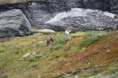Reindeer 6