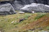 Reindeer 7
