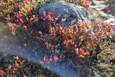 Autumn 2