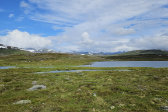 Fjelds 6