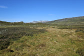 Fjelds 2