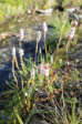 Flowers 14