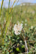 Flowers 17