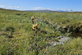 Flowers 20
