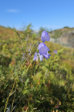 Flowers 21