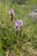 Flowers 3