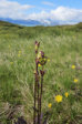 Flowers 4