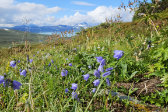 Flowers 5