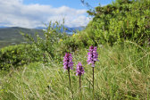 Flowers 6