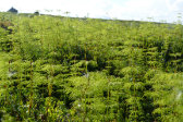 Horsetail 1