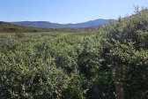 Osier 1