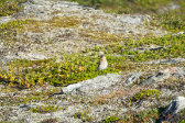 Bird 3
