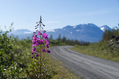 Flowers 6