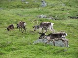 Reindeer 5