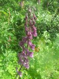 Wolfsbane 1