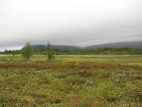 Fjelds 1