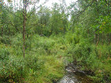 Forest 1