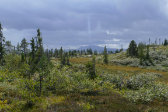 Fjelds 8