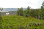 Reindeer 4