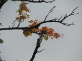 Autumn 6