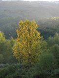 Autumn 8
