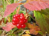 Berries 1